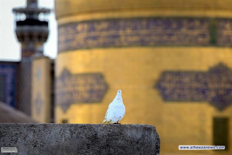 أتمنى أن أكون خادما في حرم الإمام الرضا (ع)